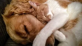 MUSICOTERAPIA Para Gatos Y Perros Inquietos O Nerviosos 💛 Dulce Música Y Ondas Delta Para Dormir