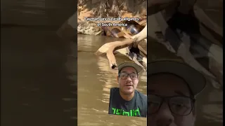 Anacondas love eating Black Caiman