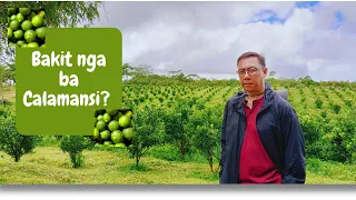 BAKIT nga ba Calamansi ang aming pinili? May potential ba?