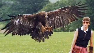 15 Most Deadly Eagle Attacks In The World!