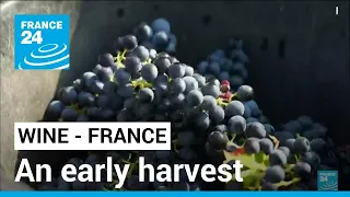 France expects wine production rebound but drought threatens • FRANCE 24 English