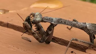 preying mantis vs fly