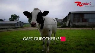 Stabulation laitière réalisée en charpente bois Roiné en Ille-et-Vilaine.