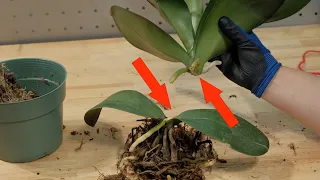 Как из одной орхидеи сделать две! Размножение орхидей делением стебля