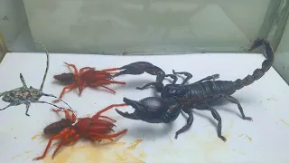 Scorpion vs 2 camel spiders - what will happen