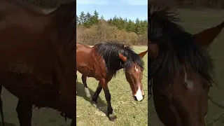 Конь Буян на прогулке. Первая зелёная травка. Мухи уже достают