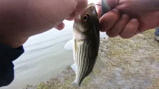 BIG FLOUNDER KEEPER STRIPED BASS BLUEFISH AND TROUT FISHING BEHIND ASSATEAGUE ISLAND USING ONE LURE