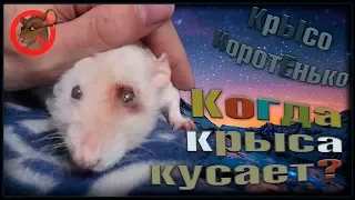 И крыса бывает кусачей, только от жизни собачей! Петюне лучше. (Fancy Rats)