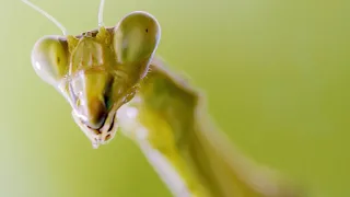 A Stealthy Praying Mantis Ambushes a Worker Bee