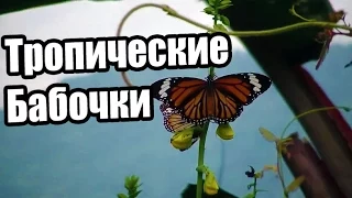 Живые тропические бабочки