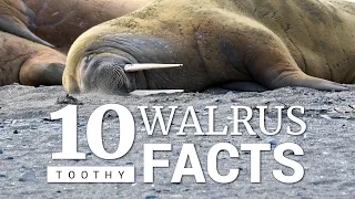 10 Atlantic Walrus Facts