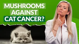 Cancer in CATS | best NATURAL remedies science experts recommend!