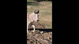 Donkey Song of the Evening - First Movement