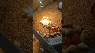 #broilerchickens 250 broiler farm in Colombia🇨🇴