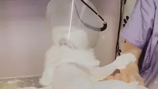 Funny Cat Attacks Groomer