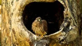 Kestrel Chicks II | Discover Wildlife | Robert E Fuller