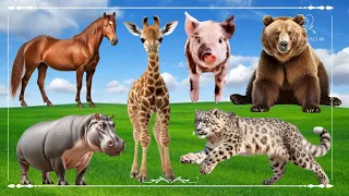 Baby farm animal moments: Horse, Giraffe, Pig, Bear, Hippopotamus, Leopard - Animals Sound