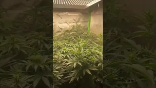 Super Silver Haze CBD  / Cannabis Indoor Grow By Green House Seeds