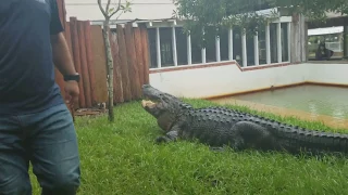 Massive gator snaps jaws for tour guide!