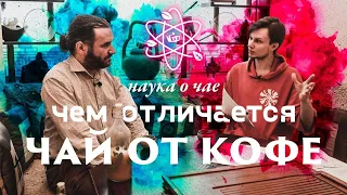 Чайная химия. Сон, катехины и Чем отличается чай от кофе