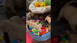 tik tom small baby dog 🐶funny videos tik tok dog🐕 👌 cute puppies tik tok #shorts