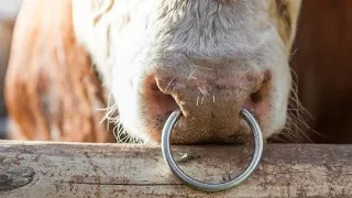 Nose piercing of aggressive bull     naak ma nakel daalnay ka tareeqa