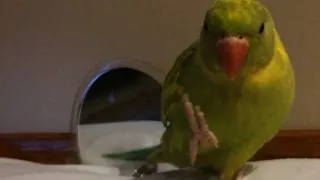 Cute parrot learns how to wave like a human  “so adorable” 👋...