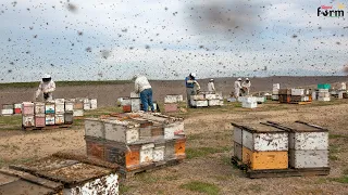 Bee Farms - Farmers Raise & Harvest Royal Honey in This Way