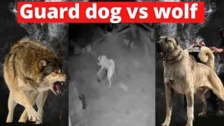 Kangal dog- Real wolf killer