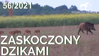 SUDECKA OSTOJA 56/2021. Polowanie na dziki. Hunting wildboars. Hunting in Poland.