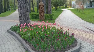 Київ. Парк Пуща-Водиця./ Kyiv. Park Pushcha Voditsa.