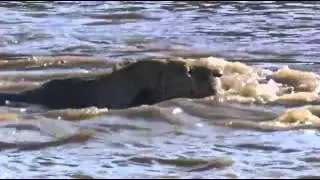 Атака не удалась  Львы и крокодил  crocodile attack lion)