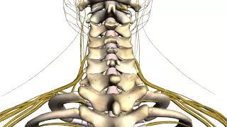 Spine tutorial (1) - Vertebral Column - Anatomy Tutorial