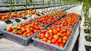 He started his 7 Acres Tomato Farm with GHS 10,000($ 1728.61) - Benjamin #charlesfarmingproject