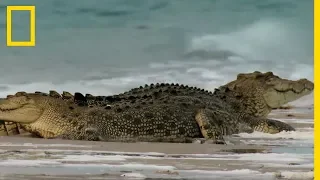 Le gigantesque crocodile marin, plus gros reptile du monde