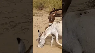 donkey Full Sade Chaklaiy #animals #ytreel #desert #trendingshorts