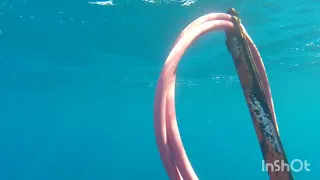 Pesca submarina - Tartaruga veio conferir a barracuda.