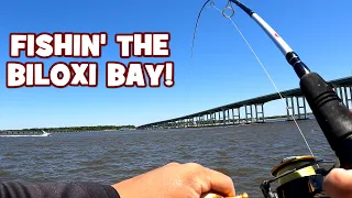 Species Assessment: BILOXI BAY, MS...!!! (LIFER ALERT)