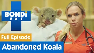 🐨 Adorable Baby Koala Is Found Malnourished | FULL EPISODE | E3 | Bondi Vet