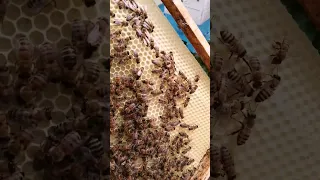 как пчелы строят соты