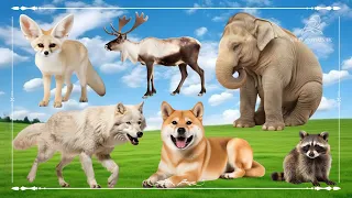 Baby farm animal moments: Fennec Fox, Reindeer, Elephant, Wolf, Dog & Raccoon - Animal Video