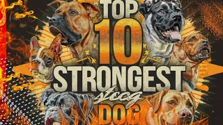 Unbelievable! Top 10 Strongest Dog Breeds in 2024