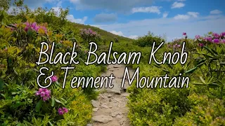 Black Balsam Knob & Tennent Mountain - Blue Ridge Parkway (Pisgah National Forest)
