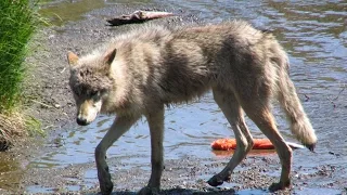 Wolf Catches Salmon at Brooks Falls