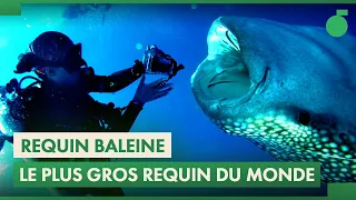 Requin Baleine : Rencontre avec le plus grand poisson du monde !