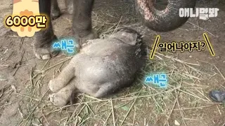 🐘 Watch How A Mama Elephant Wakes Her Baby Elephant Up *LIT*