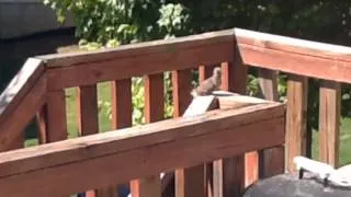 Baby bird walks out of nest and flies for the first time!