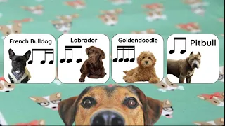 Dog Breed Rhythm Game