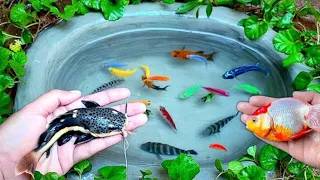 Catching Colorfull Glofish, Catfish, Goldfish, Angel Fish, Mollyfish & Tigerfish