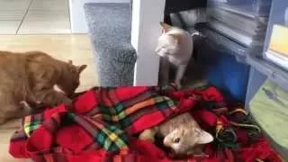 Two cats react to their brother's death